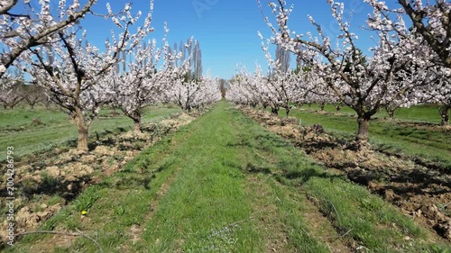 Cinematic drone flyover above a vast apricot orchard in full bloom during a bright sunny spring day, capturing endless flowering trees and beautiful rural countryside landscape.