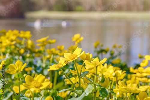 Quadro su tela Bright yellow flowers bloom by a calm river on a sunny day in spring