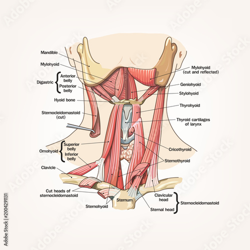 Detailed anatomical illustration of anterior neck muscles and structures, including hyoid, larynx, and suprahyoid and infrahyoid muscles, labeled for medical and educational use.