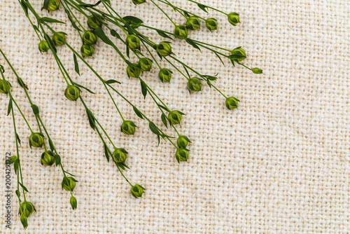 Fresh green flaxseed buds on a light fabric surface in a bright and simple setting showing nature's detail