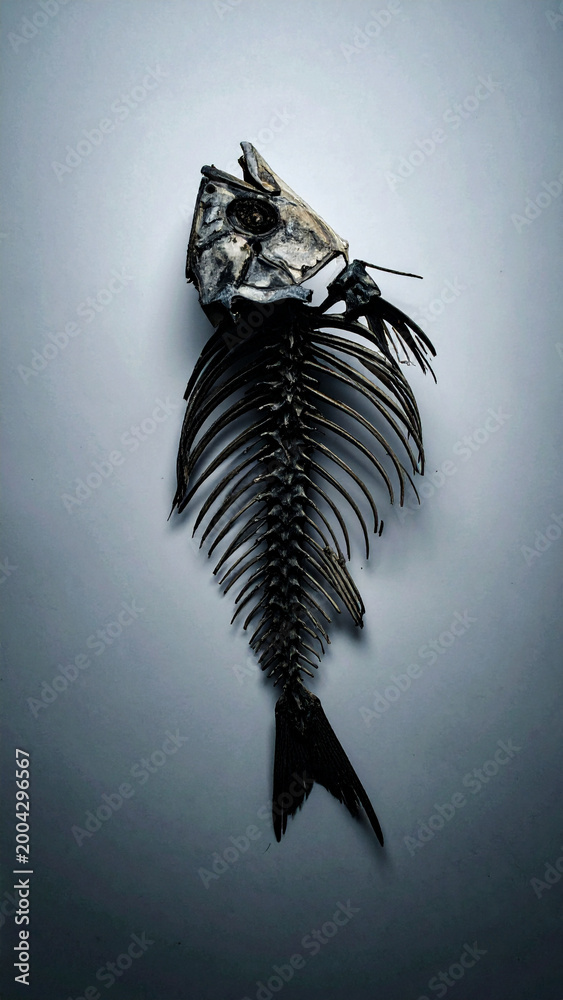 Fototapeta premium Minimalist Dead Fish Skeleton on White Background