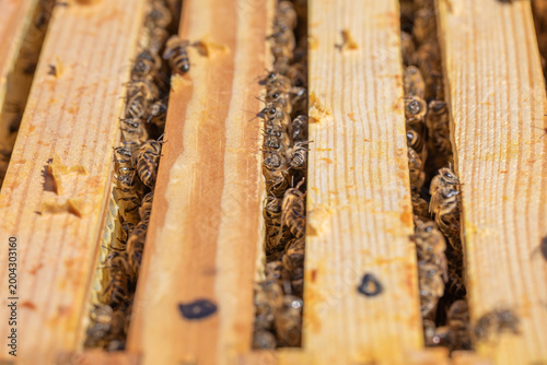 Wabengassen voll mit Bienen belegt