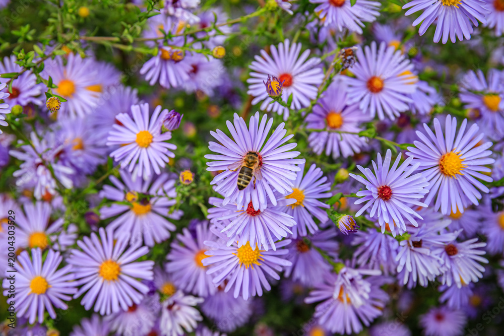 Fototapeta premium Flowering plants bloom with bees collecting pollen in a garden during the daytime