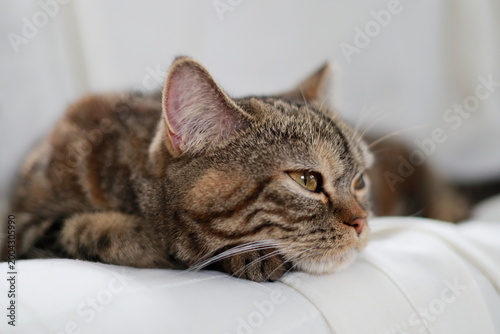 考え事をする猫