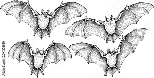 Bat Engraving Illustration Set with Flying Bats Vintage Hand Drawn Line Art Vector Collection for Halloween Gothic Design and Wildlife Graphics