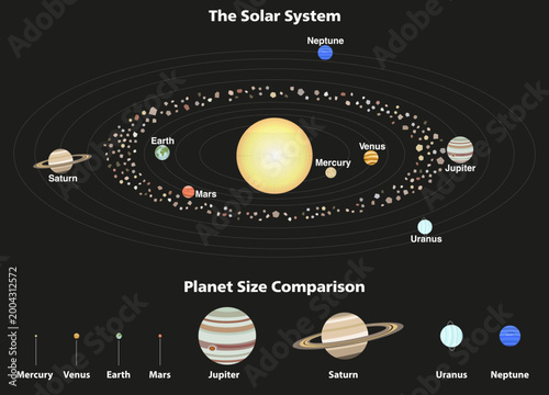 Solar system infographic with planet orbits, asteroid belt and size comparison. Educational astronomy chart showing Mercury, Venus, Earth, Mars, Jupiter, Saturn, Uranus and Neptune
