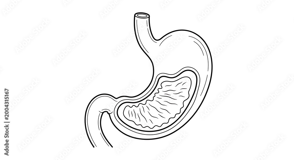 Fototapeta premium Human stomach anatomy digestive system.