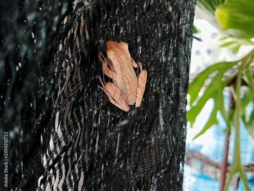Photos Common tree frog on black shading net