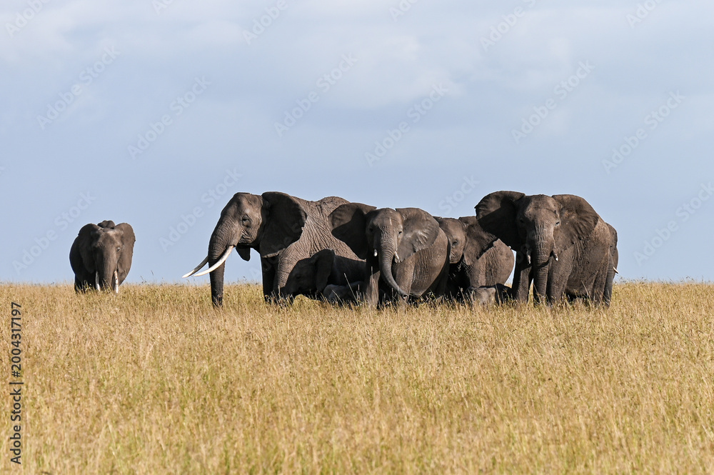 Obraz premium African elephant herd walking through tall grass, Masai Mara, Kenya