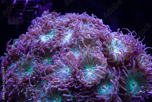 Corail marin fluorescent violet et vert en gros plan dans un aquarium récifal