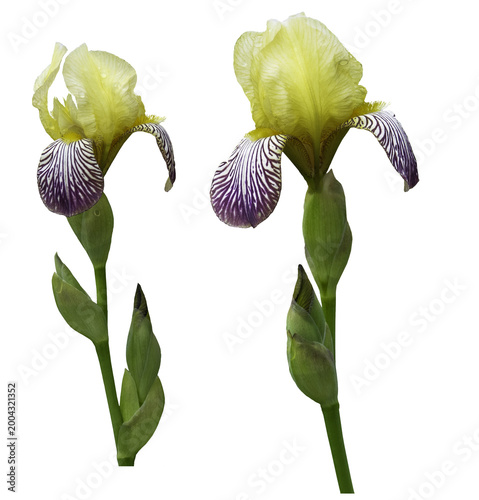 Hungarian iris, variegata, two yellow and purple flowers isolated on a transparent background