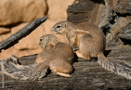 Photos Cape ground squirrel