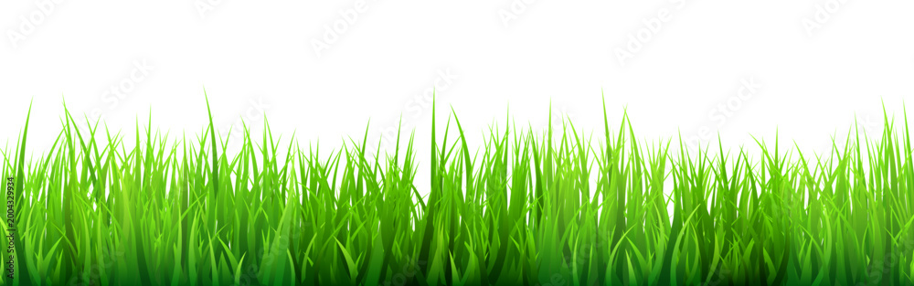Fototapeta premium Meadow silhouette with green grass, plants on plain. Panoramic summer lawn landscape with herbs, various weeds. Herbal border, frame element. Black horizontal banners. Vector illustration