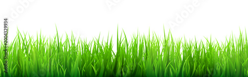 Meadow silhouette with green grass, plants on plain. Panoramic summer lawn landscape with herbs, various weeds. Herbal border, frame element. Black horizontal banners. Vector illustration