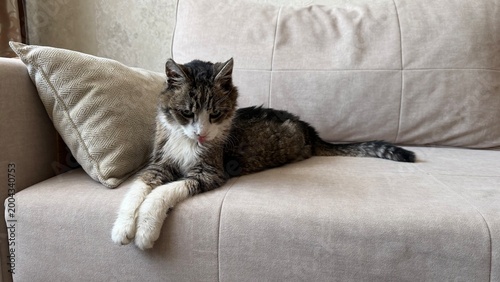 Senior tabby cat with white paws resting on a cozy sofa. The cat has a serious, wise expression and scruffy fur, typical for an elderly pet enjoying its retirement in a comfortable home environment