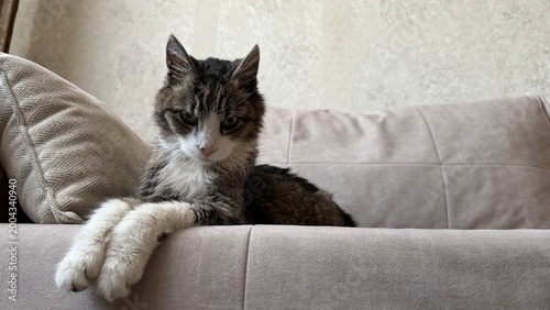 Senior tabby cat with white paws resting on a cozy sofa. The cat has a serious, wise expression and scruffy fur, typical for an elderly pet enjoying its retirement in a comfortable home environment