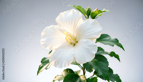 Bunga Hibiscus Putih Mekar