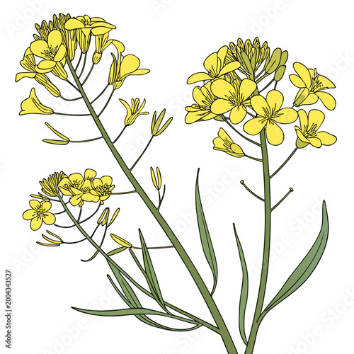 Yellow mustard flowers illustration on a white background high quality professional