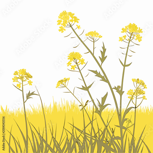 Yellow wildflowers and grass vector illustration with white background high quality