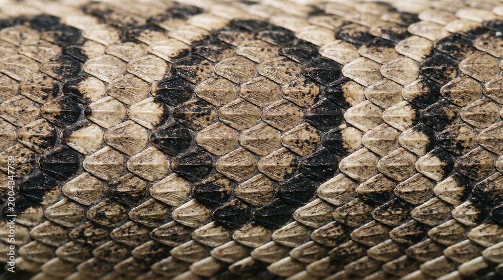 Naklejka premium Detailed Close Up of Reptilian Animal Snake Skin Pattern Texture
