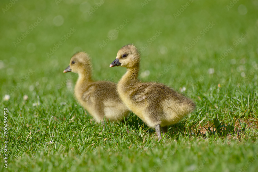 Obraz premium Two greylag goose goslings standing on grass