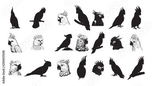 Tableau sur toile cockatoo silhouette white background vector illustration