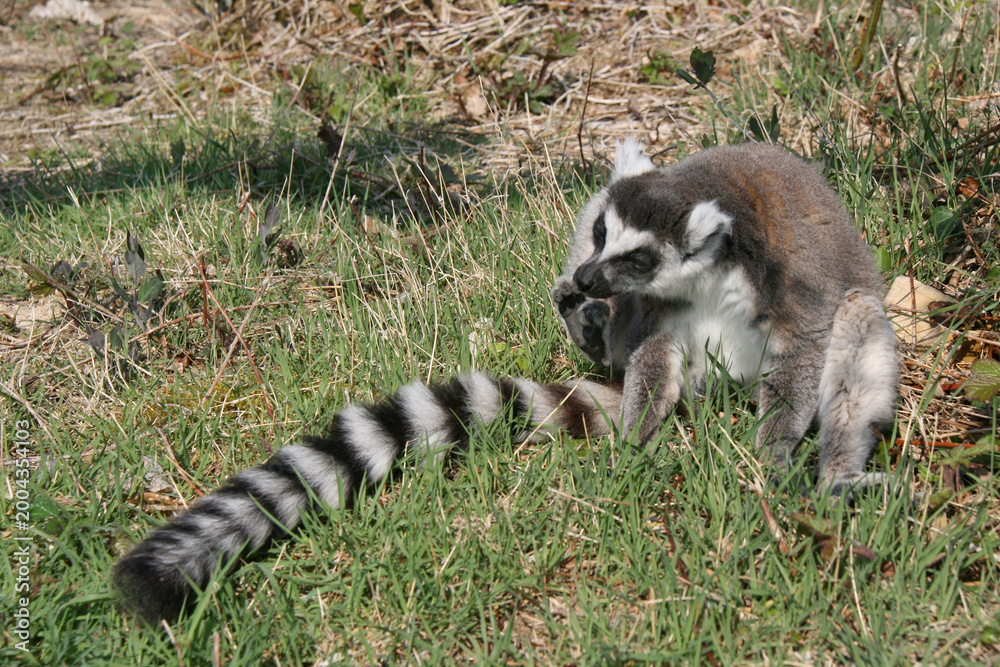 Fototapeta premium ring-tailed lemur in a zoo in france 