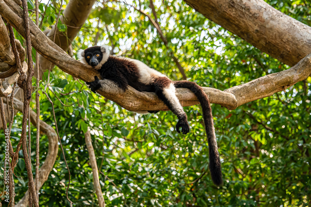 Fototapeta premium relaxed black and white lemur posing in a tree