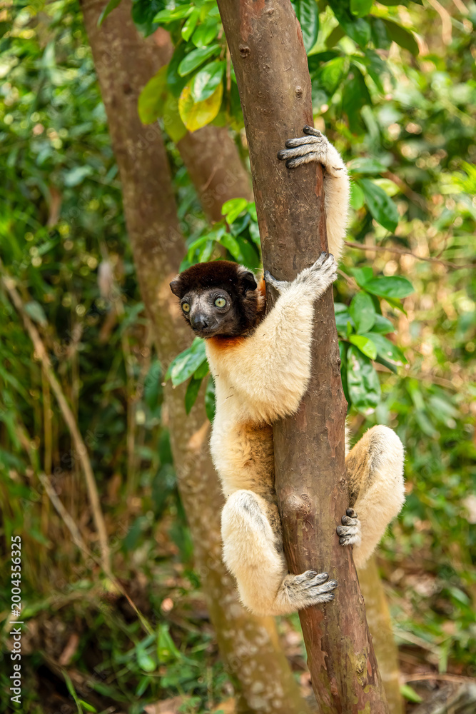Fototapeta premium crowned lemur posing in a tree