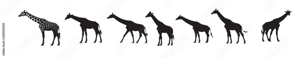 Obraz premium giraffes silhouette white background vector illustration