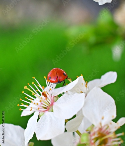 ladybug on the yellow-tipped stamens of a bright white plum blossom