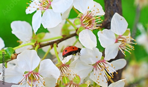ladybug on the yellow-tipped stamens of a bright white plum blossom