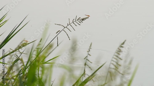 Tranquil Water Scene with Green Grass and Dragonfly