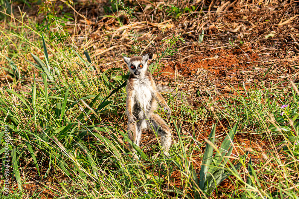 Fototapeta premium Ring tailed lemur on the move