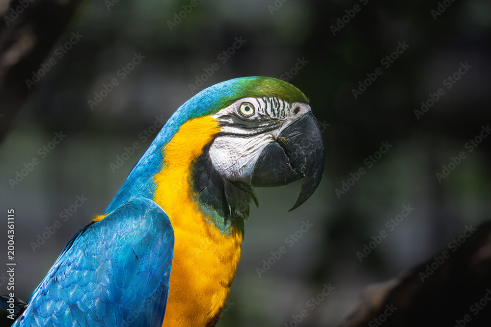 Fototapeta premium blue macaw at La Barben animal park