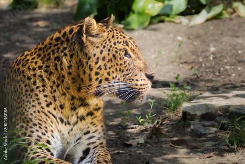 panther at La Barben animal park