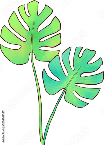 Tableau sur toile Monstera line watercolor