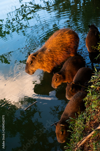 Capivara na água