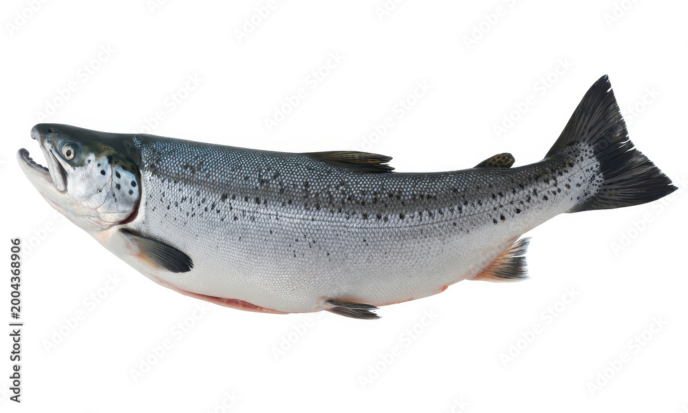 Obraz premium Fresh whole atlantic salmon fish isolated on a white background, for culinary use