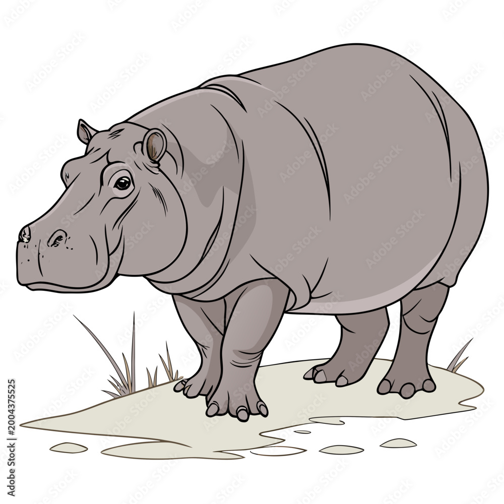 Fototapeta premium Hippo illustration detailed vector drawing of a hippopotamus on land
