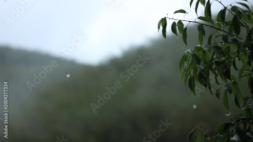 Close view of water drops falling from mountain leaves in quiet rainy moment with peaceful natural outdoor scenery