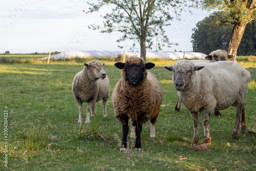 Sheep flock grazing on green pasture, enjoying tranquil open air, representing sustainable farming and country living in argentina at sunset