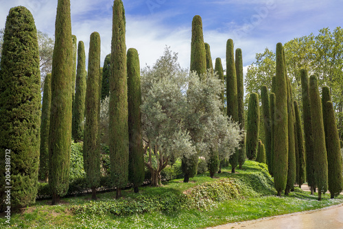 El Retiro Park  is a famous city park in Madrid, Spain. Italian cypresses and olive trees.