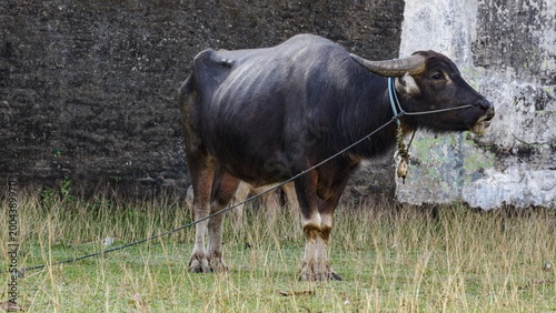 Foto A tethered Asian buffalo stands in a sunlit meadow