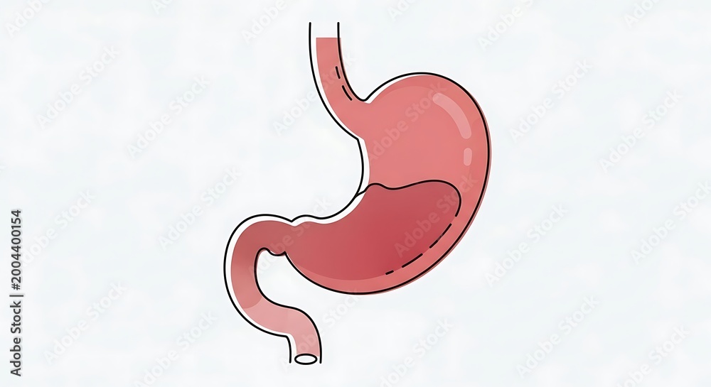 Fototapeta premium Human stomach anatomy illustration.