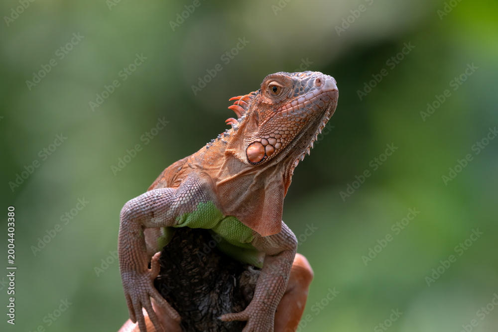 Obraz premium a red iguana was perched to sunbathe