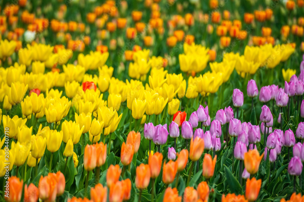 Obraz premium Colorful tulips in full bloom during spring. Close-up details and clusters of blossoms create a lively and decorative scene, symbolizing renewal, growth, and seasonal beauty.