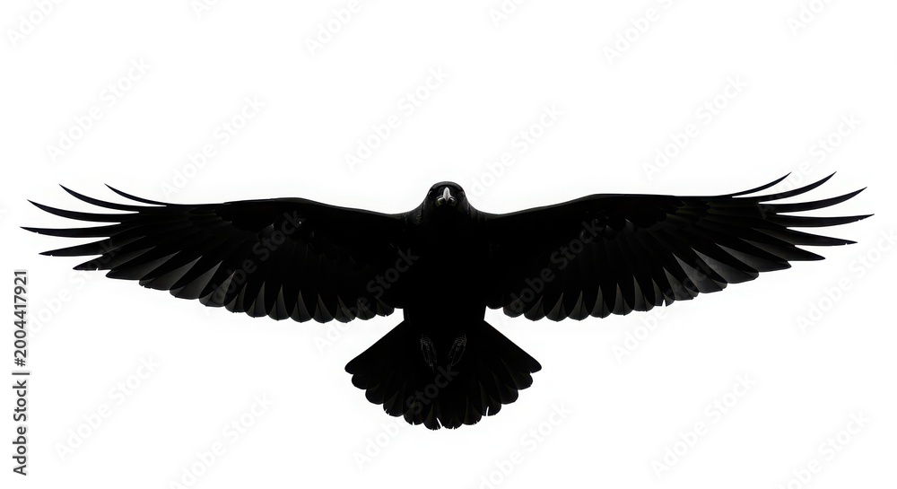 Obraz premium Black raven bird flying with wings spread