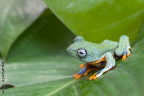 a black-webbed treefrog perched on a leaf