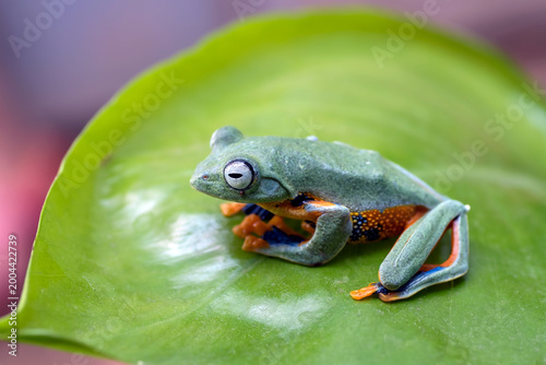 a black-webbed treefrog perched on a leaf